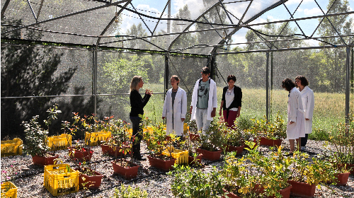 immagine Sede di Imola - Presentazione del corso di Laurea Magistrale in Biotecnologie agrarie vegetali