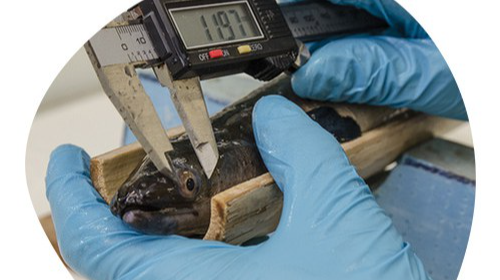 immagine Presentazione del corso di Laurea in Acquacoltura e igiene delle produzioni ittiche